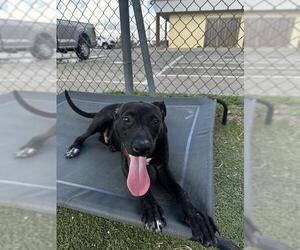Labrador Retriever-Unknown Mix Dogs for adoption in Pasadena, TX, USA