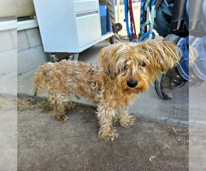 Medium Photo #1 Silky Terrier-Unknown Mix Puppy For Sale in Long Beach, CA, USA