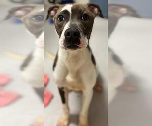 American Pit Bull Terrier Dogs for adoption in Augusta, GA, USA