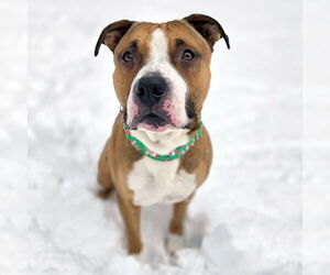 American Staffordshire Terrier-Boxer Mix Dogs for adoption in Westminster, MA, USA