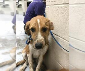Golden Retriever Dogs for adoption in Conroe, TX, USA