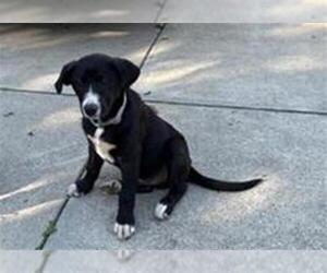 Pyrenees Border Collie Dogs for adoption in San Martin, CA, USA