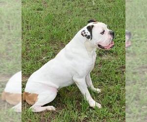 American Bulldog Dogs for adoption in Brooksville, FL, USA