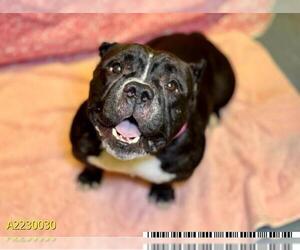 American Staffordshire Terrier-Bulldog Mix Dogs for adoption in West Palm Beach, FL, USA