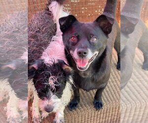 Chihuahua-Schipperke Mix Dogs for adoption in Newport Beach, CA, USA
