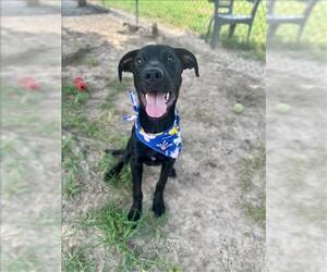 Labrador Retriever Dogs for adoption in Conroe, TX, USA