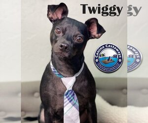 Mutt Dogs for adoption in Arcadia, FL, USA