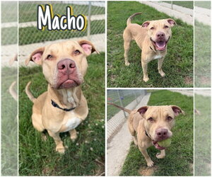 American Staffordshire Terrier Dogs for adoption in Pierceton , IN, USA