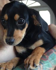 Medium Photo #1 Dachshund Puppy For Sale in Newport, KY, USA