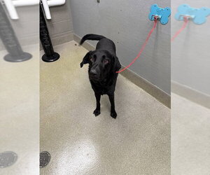 Labrador Retriever-Unknown Mix Dogs for adoption in Las Vegas, NV, USA