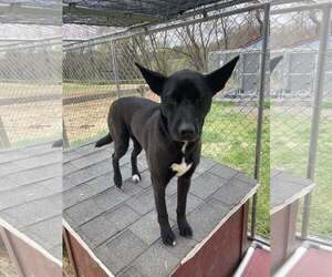 German Shepherd Dog-Unknown Mix Dogs for adoption in Unionville, PA, USA