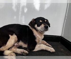 Chihuahua-Unknown Mix Dogs for adoption in Bakersfield, CA, USA