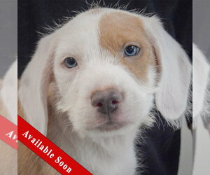 Colonial Cocker Spaniel-English Setter Mix Dogs for adoption in Huntley, IL, USA