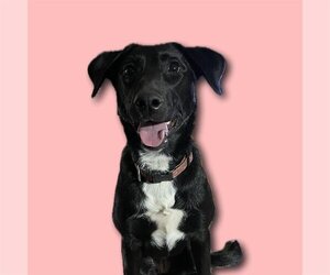 Labradoodle Dogs for adoption in Denton, TX, USA