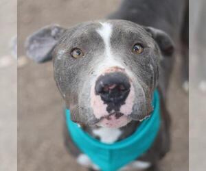 American Staffordshire Terrier-Unknown Mix Dogs for adoption in San Antonio, TX, USA