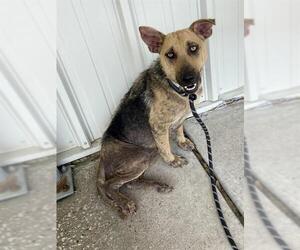 Labrador Retriever-Unknown Mix Dogs for adoption in Conroe, TX, USA