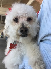 Poodle (Toy)-Unknown Mix Dogs for adoption in San Diego, CA, USA