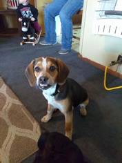 Beagle Dogs for adoption in Wylie, TX, USA