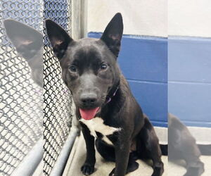 Labrador Retriever-Unknown Mix Dogs for adoption in Sterling, MA, USA