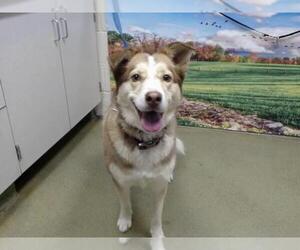 Siberian Husky-Unknown Mix Dogs for adoption in Moreno Valley, CA, USA