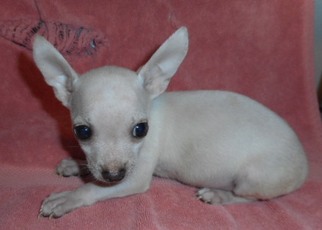 Medium Photo #1 Chihuahua Puppy For Sale in Yucaipa, CA, USA