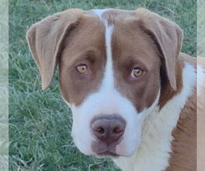 Saint Bernard-Unknown Mix Dogs for adoption in Cookeville, TN, USA