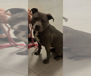 American Pit Bull Terrier Dogs for adoption in Rancho Cucamonga, CA, USA