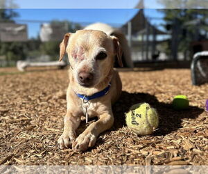 Chihuahua-Unknown Mix Dogs for adoption in  Ramona, CA, USA