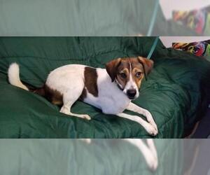 Jack-Rat Terrier Dogs for adoption in Mount Vernon, AR, USA