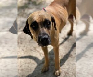 Mastiff-Rhodesian Ridgeback Mix Dogs for adoption in Ormond Beach, FL, USA