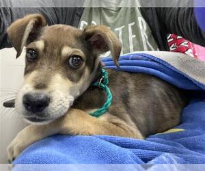 German Shepherd Dog-Unknown Mix Dogs for adoption in Pasadena, TX, USA