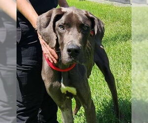Great Dane Dogs for adoption in New York, NY, USA
