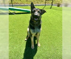 German Shepherd Dog Dogs for adoption in Salinas, CA, USA