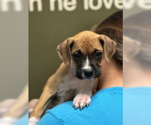 Boxer Dogs for adoption in Salinas, CA, USA
