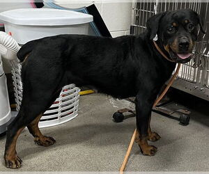 Rottweiler Dogs for adoption in Forestville, MD, USA