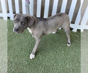 American Pit Bull Terrier Dogs for adoption in Modesto, CA, USA