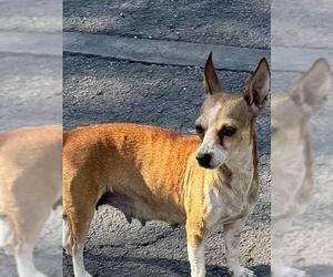 Chihuahua-Unknown Mix Dogs for adoption in San Antonio, TX, USA