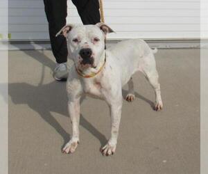 Bullboxer Pit Dogs for adoption in Louisville, KY, USA