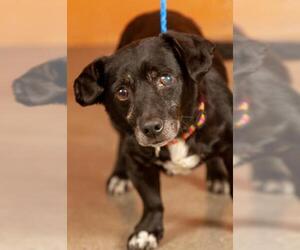 Dorgi Dogs for adoption in Johnson City, TN, USA