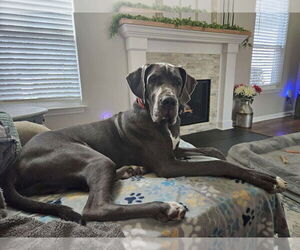 Great Dane Dogs for adoption in Bullard, TX, USA