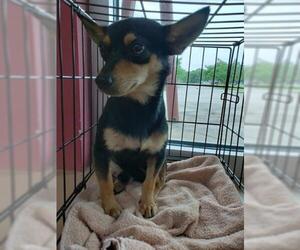 Chihuahua Dogs for adoption in Texas City, TX, USA