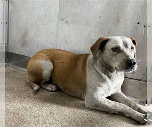 American Pit Bull Terrier-Unknown Mix Dogs for adoption in San Bernardino, CA, USA