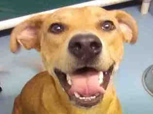 Shepradors Dogs for adoption in Missoula, MT, USA