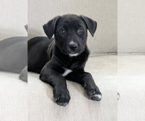 Labrador Retriever-Unknown Mix Dogs for adoption in La Vergne, TN, USA