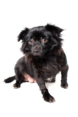 Pomeranian Dogs for adoption in West Hollywood, CA, USA