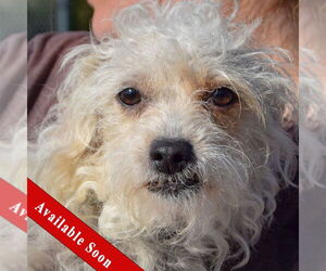 Bichon Frise-Unknown Mix Dogs for adoption in Huntley, IL, USA