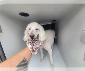 Poodle (Standard) Dogs for adoption in Houston, TX, USA