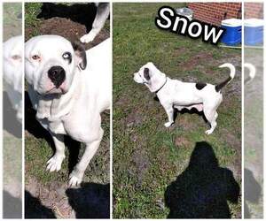 Bulldog-Unknown Mix Dogs for adoption in Nashville, GA, USA