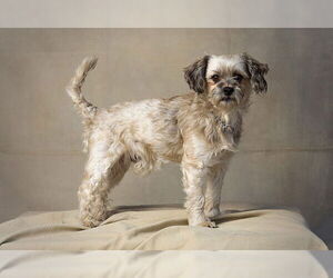Shih Tzu-Unknown Mix Dogs for adoption in Jackson, CA, USA