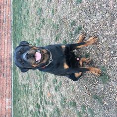 Rottweiler Dogs for adoption in Boston, MA, USA